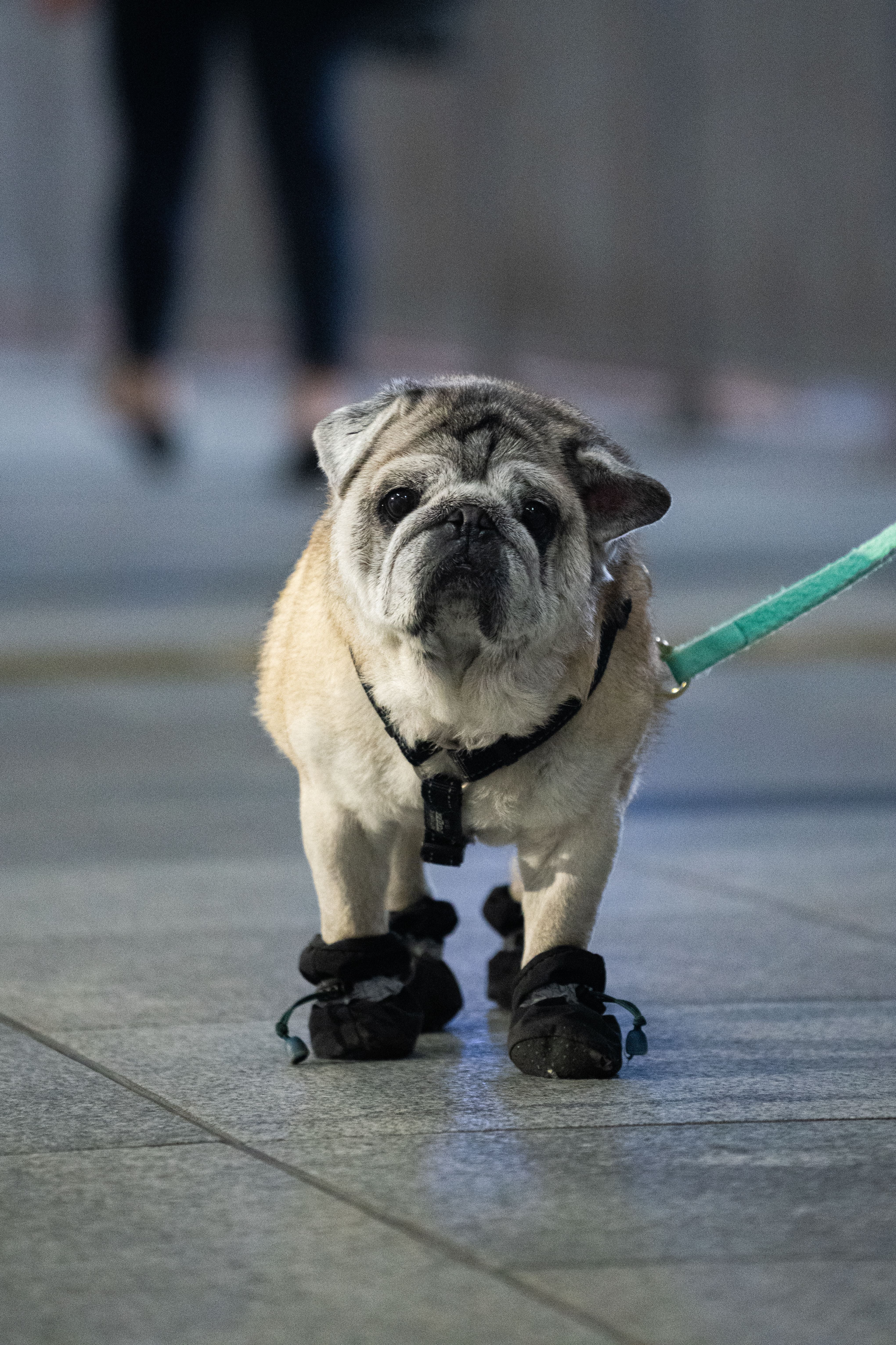 Arterki Paw Protection collection dog boots