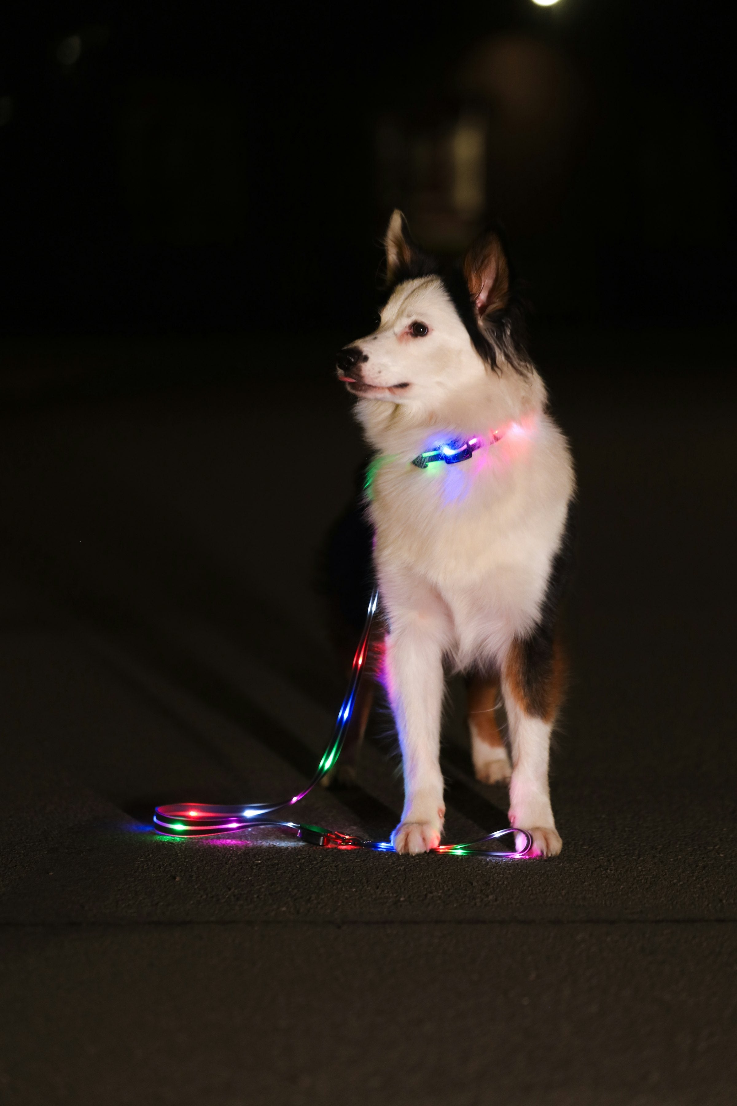 Arterki Glow Walk collection night walking dog