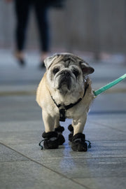 Dog wearing black Arterki PawShield boots during a night walk