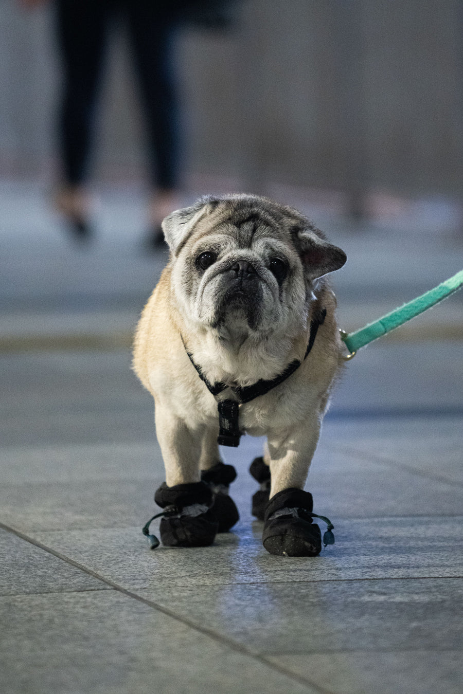 Dog wearing black Arterki PawShield boots during a night walk